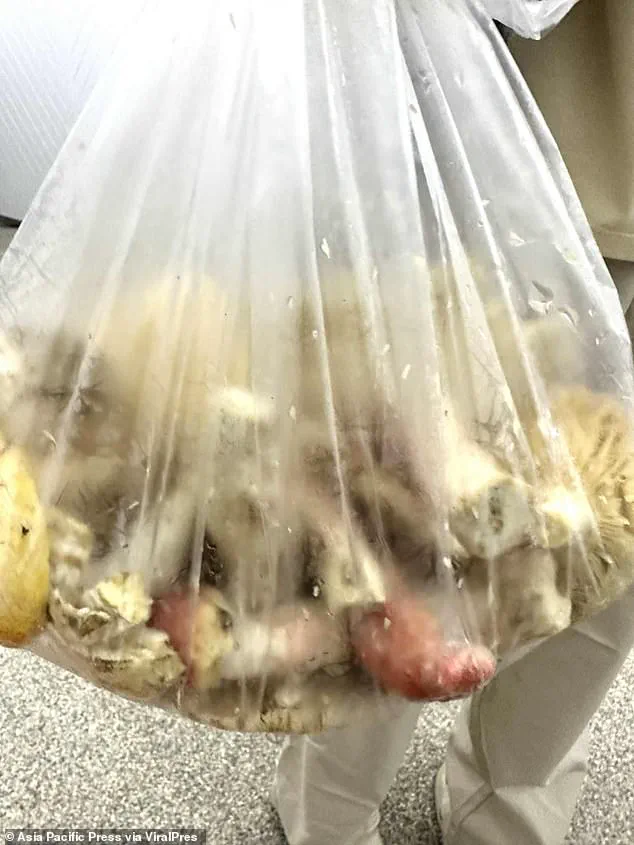 Tragic Mushroom Poisoning Incident in Chiang Rai, Thailand Highlights Urgent Health Advisories