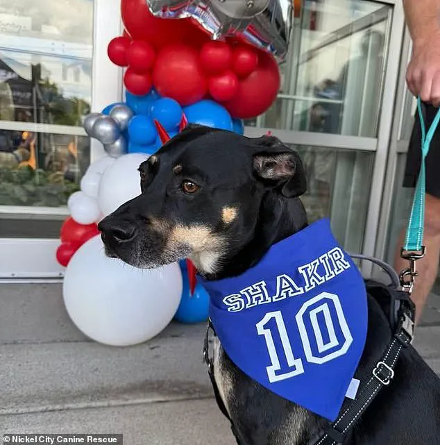 Buffalo Bills' Khalil Shakir: 'These dogs deserve a second chance' as he rescues 19 from euthanasia