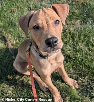 Buffalo Bills' Khalil Shakir: 'These dogs deserve a second chance' as he rescues 19 from euthanasia