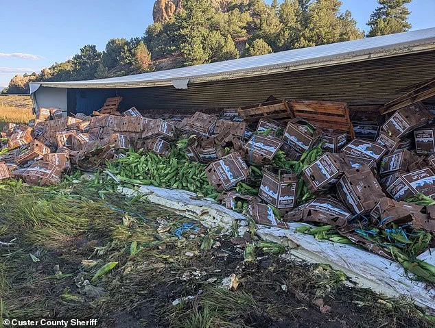 Surprise for Cops: Colorado Truck Crash Spills Sweet Corn on Highway