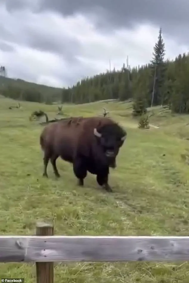 Jake Slater's Viral Bison 'Dance' Video Faces Backlash as Experts Warn of Alarming Behavior