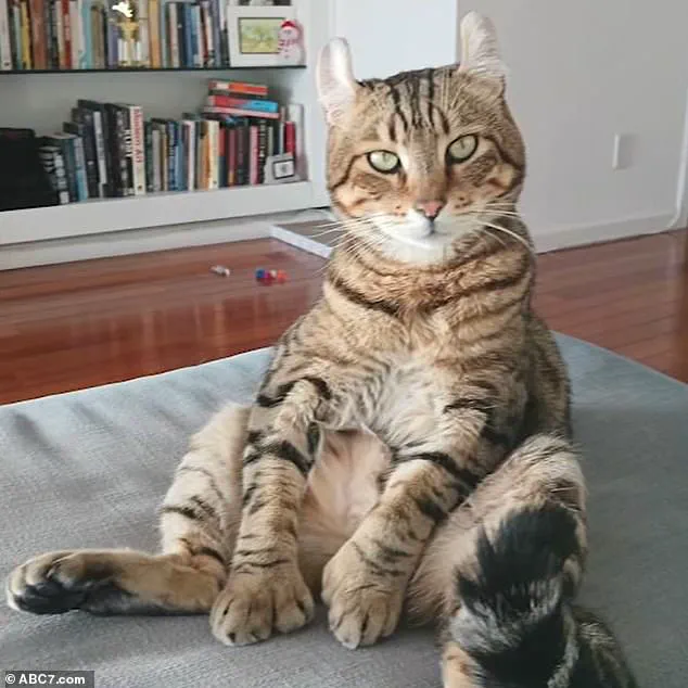 Alleged Cat Theft by Food Delivery Driver Shocks West Hollywood Neighborhood