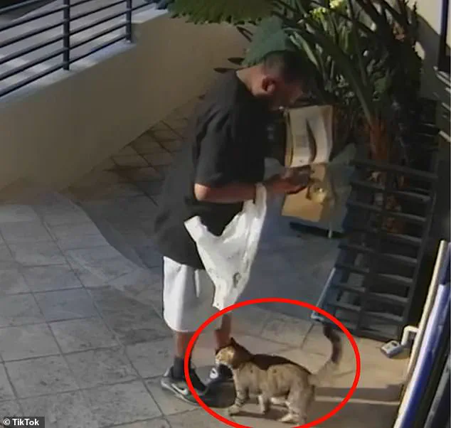Alleged Cat Theft by Food Delivery Driver Shocks West Hollywood Neighborhood