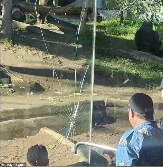 San Diego Zoo Gorilla Incident Raises Questions About Safety Protocols and Public Risk
