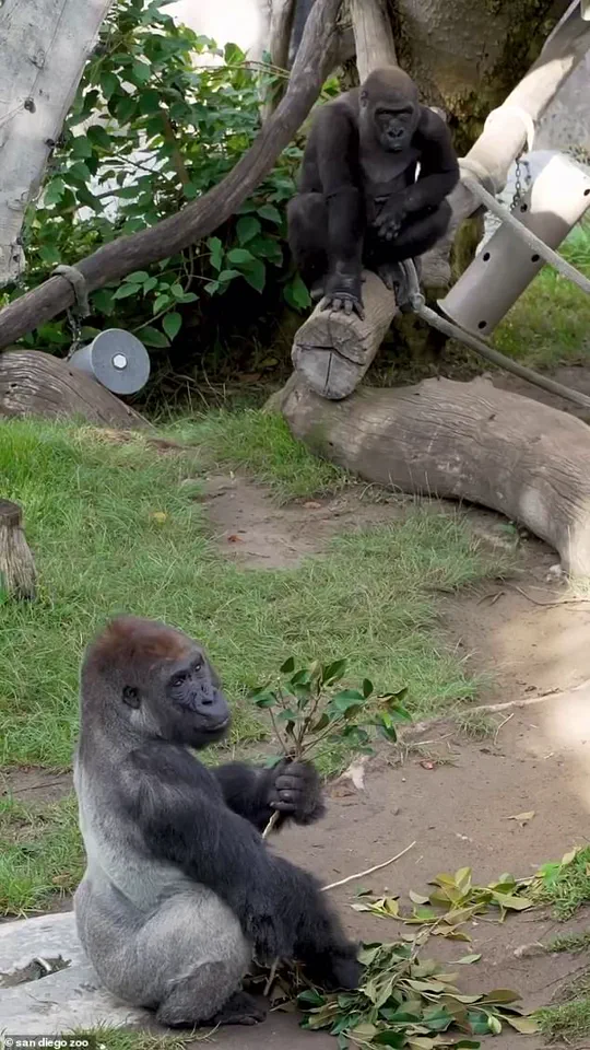 San Diego Zoo Gorilla Incident Raises Questions About Safety Protocols and Public Risk