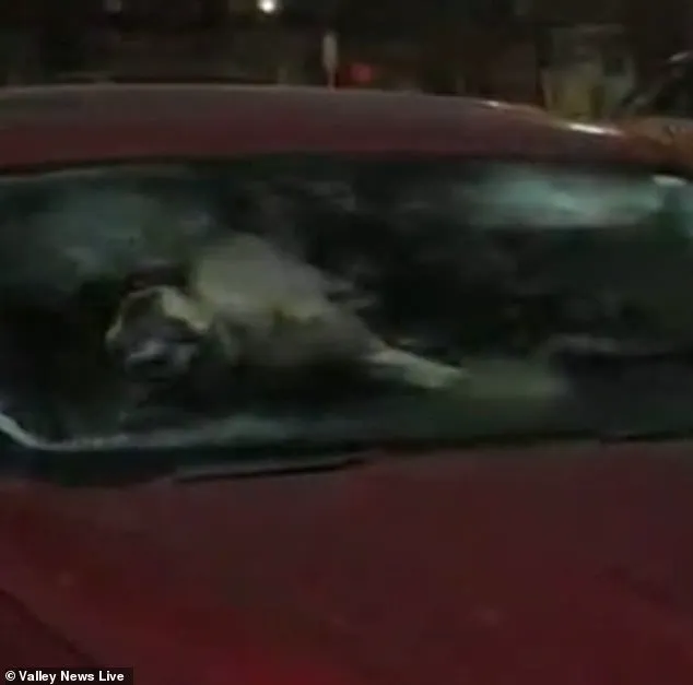 Behind Closed Doors: The Untold Story of Animal Neglect in a Minnesota Winter