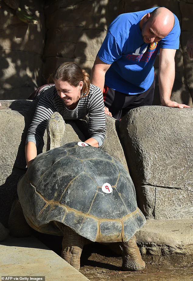 Exclusive: Inside the Untold Story of Gramma the Galapagos Tortoise's Final Days at San Diego Zoo