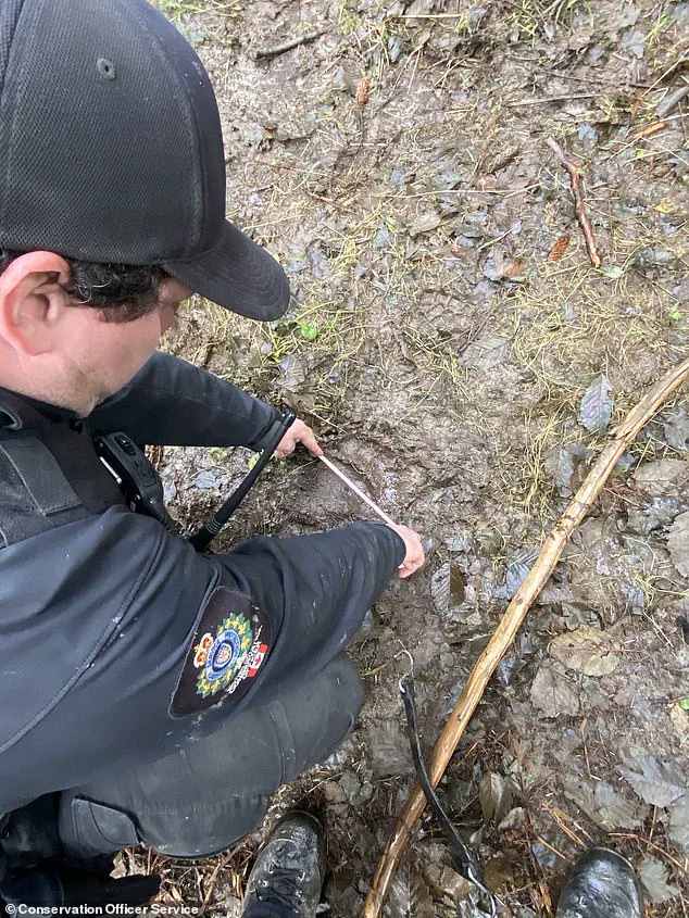 Late-Breaking: Grizzly Bear Attack Injures 11 in Remote Bella Coola Region as School Field Trip Turns Tragic