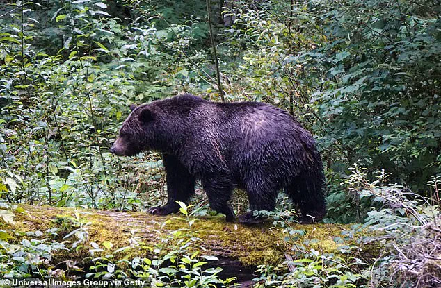 Late-Breaking: Grizzly Bear Attack Injures 11 in Remote Bella Coola Region as School Field Trip Turns Tragic