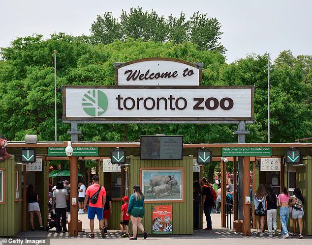 Endangered Giraffe Kiko Dies in Freak Accident at Toronto Zoo, Prompting Conservation Safety Reviews