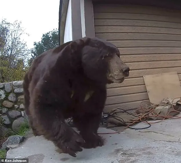 California Homeowner Removes 550-Pound Bear After Month-Long Disruption