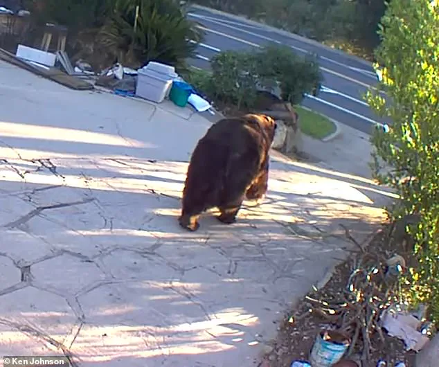 California Homeowner Removes 550-Pound Bear After Month-Long Disruption