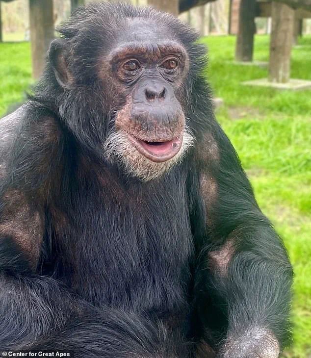 From Spotlight to Serenity: Bubbles the Chimpanzee's Quiet Retirement in Florida