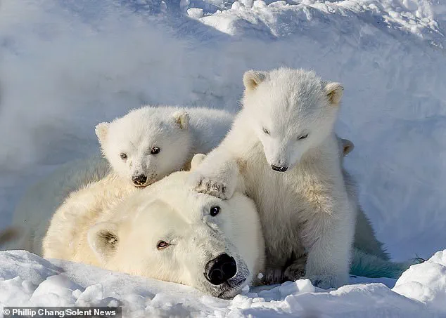 Late-Breaking: Photographer Captures Vulnerable Polar Bear Cubs in Arctic