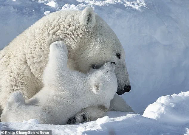 Late-Breaking: Photographer Captures Vulnerable Polar Bear Cubs in Arctic