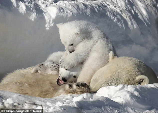 Late-Breaking: Photographer Captures Vulnerable Polar Bear Cubs in Arctic