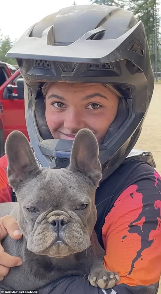 Dingo Attack Sparks Debate Over Wildlife Management and Tourist Safety Regulations in Queensland