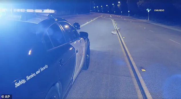 Disoriented Mountain Lion Cub Spotted on LA Roadway Draws Drivers' Attention