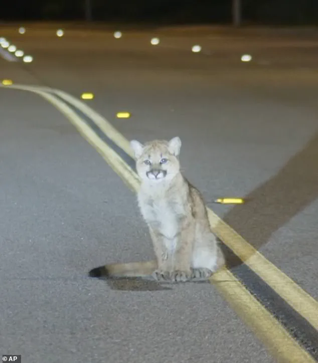 Disoriented Mountain Lion Cub Spotted on LA Roadway Draws Drivers' Attention