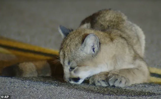 Disoriented Mountain Lion Cub Spotted on LA Roadway Draws Drivers' Attention