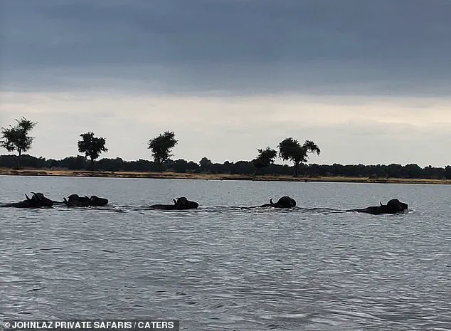 Lower Zambezi Buffalo Incident: The Man Who Witnessed the Unseen Danger