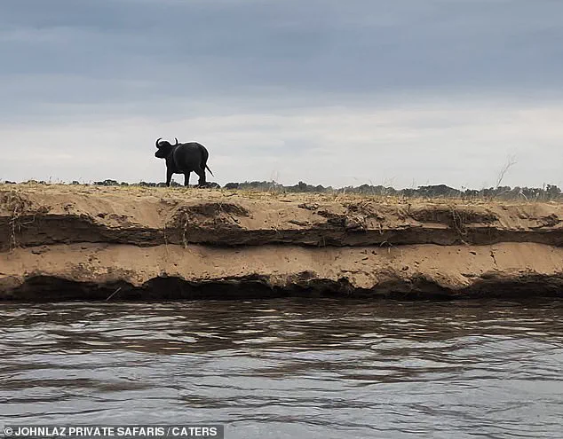 Lower Zambezi Buffalo Incident: The Man Who Witnessed the Unseen Danger
