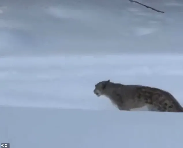 Tourist Seriously Injured After Dangerous Selfie Attempt with Snow Leopard in China's UNESCO Global Geopark
