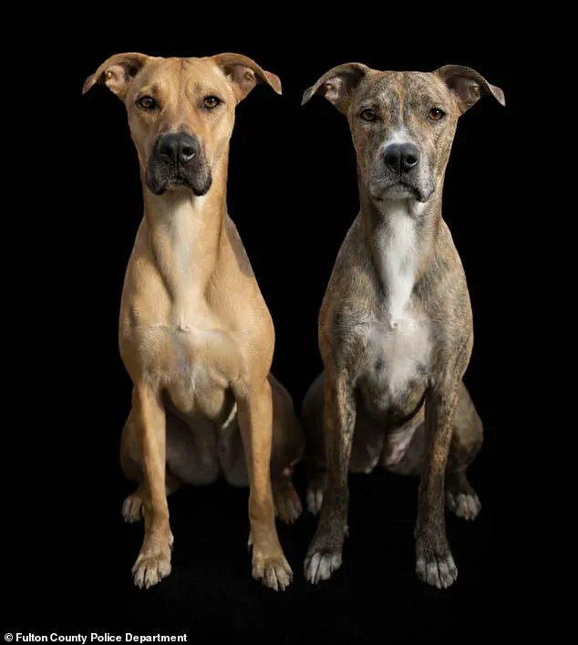 Missing Dogs and a Missing Man: Atlanta Community Grapples with Harrowing Incident as Police Launch Investigation