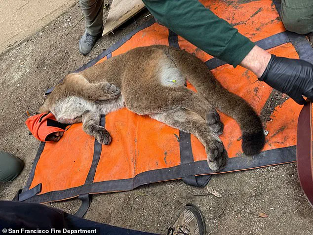 Urgent Capture of Rare Mountain Lion in San Francisco After 30-Hour Urban Pursuit
