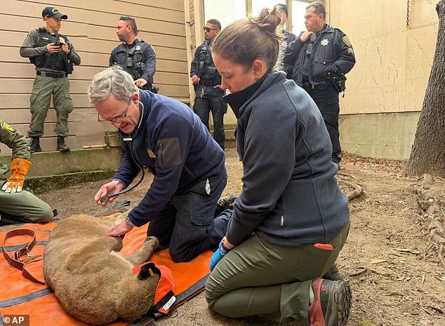 Urgent Capture of Rare Mountain Lion in San Francisco After 30-Hour Urban Pursuit