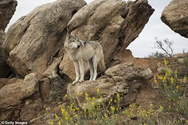 Delisted Zones and Privileged Access: The Controversy Over Utah's Wolf Lethal Removals