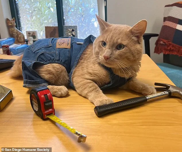 Exclusive: The Unlikely Graduation of Kyle, the Resilient Cat from San Diego Humane Society