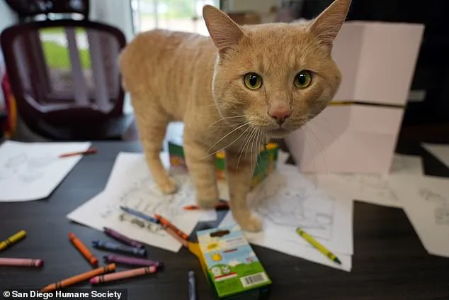 Exclusive: The Unlikely Graduation of Kyle, the Resilient Cat from San Diego Humane Society
