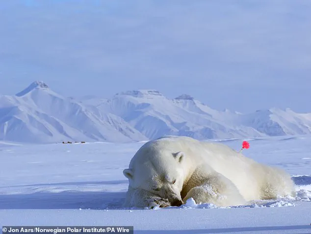 Exclusive Insights: Svalbard Polar Bears Defy Expectations with Surprising Weight Gain Amid Melting Ice