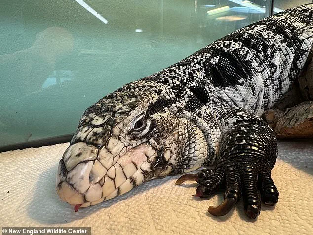 Late-Breaking: Surreal Discovery of Tropical Tegu Lizard in Providence Snowbank as Cold Snap Grips New England