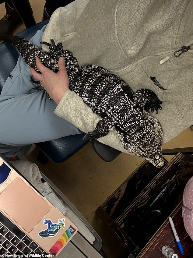 Late-Breaking: Surreal Discovery of Tropical Tegu Lizard in Providence Snowbank as Cold Snap Grips New England