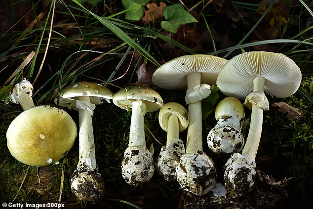 Northern California Man Dies from Toxic Mushroom Poisoning Amid Unprecedented Outbreak Linked to Deadly Death Cap Fungus