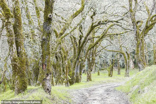 Northern California Man Dies from Toxic Mushroom Poisoning Amid Unprecedented Outbreak Linked to Deadly Death Cap Fungus