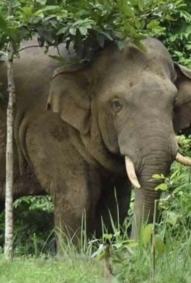 Thai Tourist Killed by Rogue Elephant in Khao Yai, Third Fatality Sparks Safety Concerns