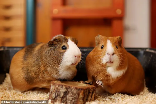 From Hedge Fund Tycoon to Bankruptcy: Jason Ader's Financial Ruin and Lawsuit Over $13M Loan