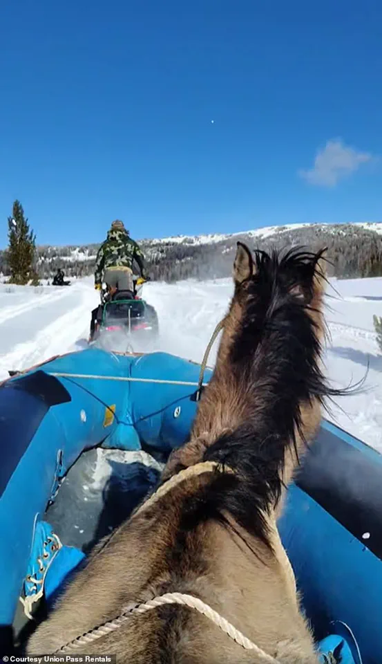 Miracle Survival of 'Mouse': Seven Months in the Wild and a Perilous Rescue in Wyoming's Wind River Range