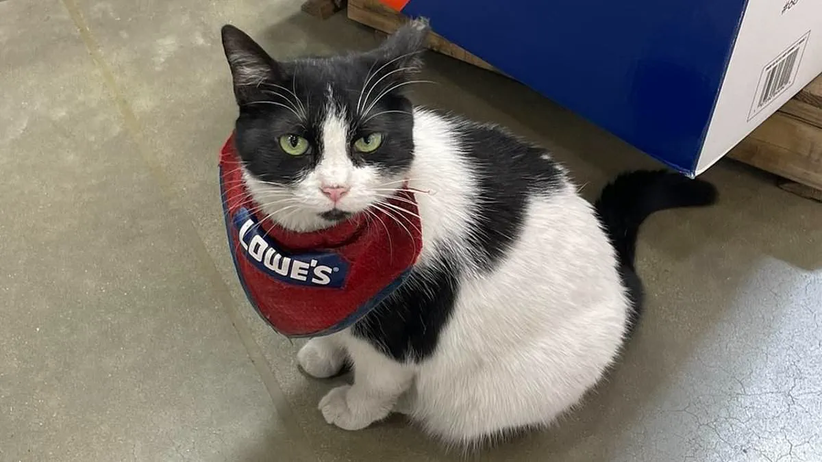 Beloved Lowe's 'Quality Assurance Cat' Mama Cat Removed After Five Years, Sparks Outrage