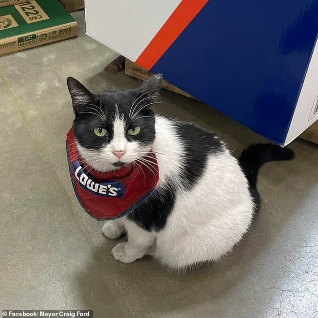 Beloved Lowe's 'Quality Assurance Cat' Mama Cat Removed After Five Years, Sparks Outrage
