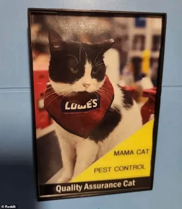 Beloved Lowe's 'Quality Assurance Cat' Mama Cat Removed After Five Years, Sparks Outrage