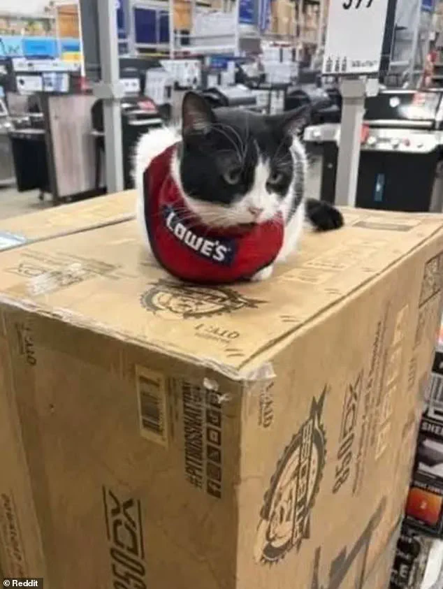 Beloved Lowe's 'Quality Assurance Cat' Mama Cat Removed After Five Years, Sparks Outrage
