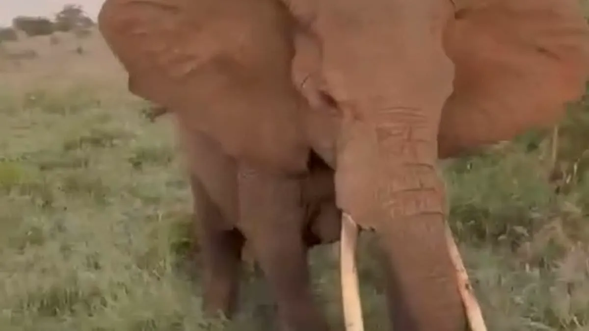 Elephant Attack in Serengeti Shatters Safari Vehicle, Leaves Tourists in Chaos