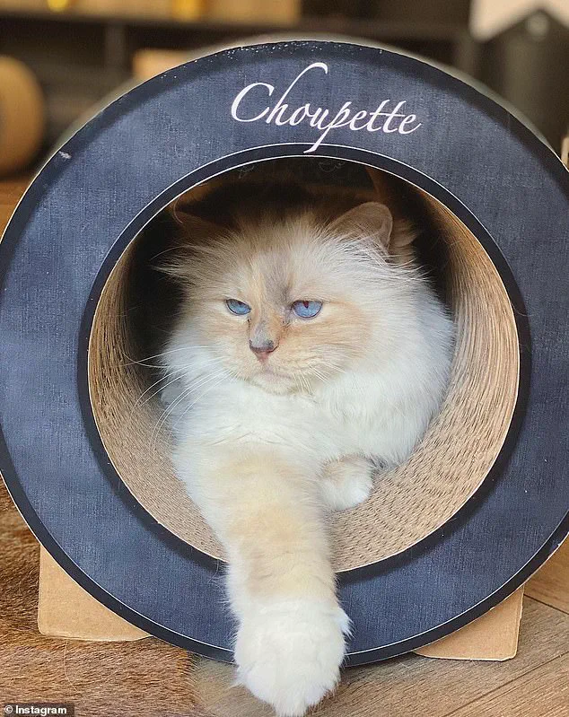 Legal Challenge to Lagerfeld's Will Threatens Inheritance for Models and Feline Heir