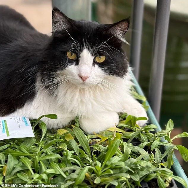 Viral Sensation: Sylvester the Rat-Catching Cat Turns Texas Garden Center into Internet Icon