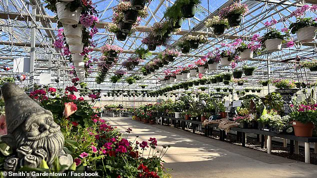 Viral Sensation: Sylvester the Rat-Catching Cat Turns Texas Garden Center into Internet Icon