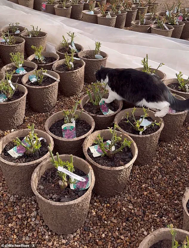 Viral Sensation: Sylvester the Rat-Catching Cat Turns Texas Garden Center into Internet Icon